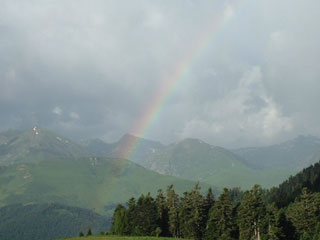 Chevaux Col Long d'Ayous