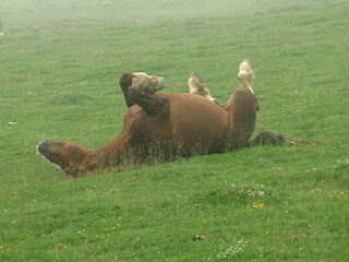 Chevaux Canal Roya