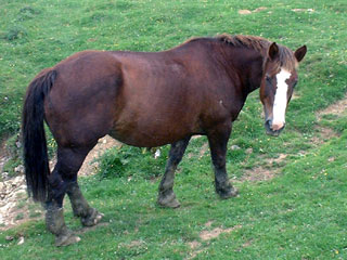 Chevaux Canal Roya