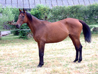 Chevaux Col Long d'Ayous