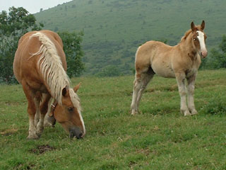 Chevaux Col Long d'Ayous