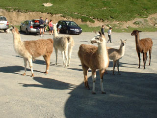 Chevaux Canal Roya