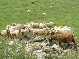 Chevaux Col Long d'Ayous