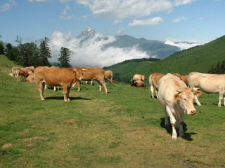 Chevaux Canal Roya