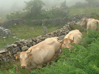 Chevaux Col Long d'Ayous