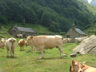 Chevaux Col Long d'Ayous